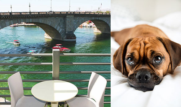 Photo of a table and two chairs next to a railing overlooking a river and bridge conjoined with a photo of a dog on a bed